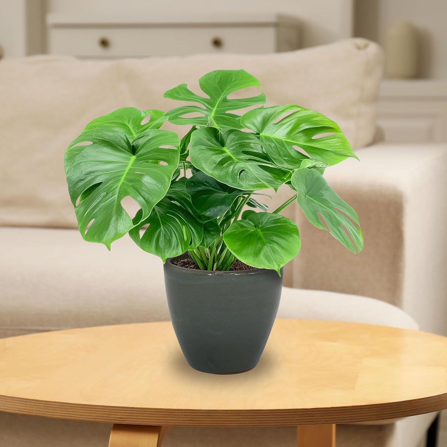 🌿 Elegant Ceramic Planter with Drainage – Indoor & Outdoor Perfect Plant Pot 🌸✨